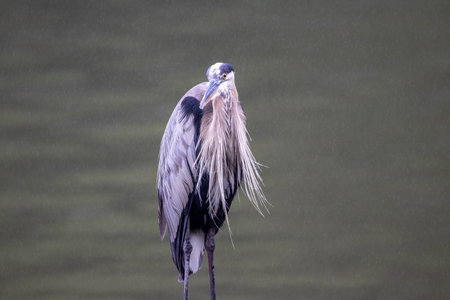 A gray heron sitting beside a lake enjoying the rain.の写真素材