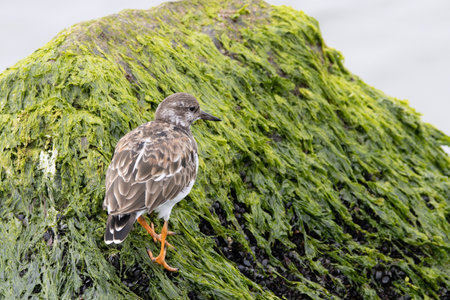A ruddy turnstone walking on a seaweed covered rock at the shore.