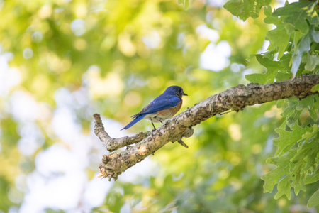 A Bluebird sitting on a Dead Branch in a tree.の写真素材