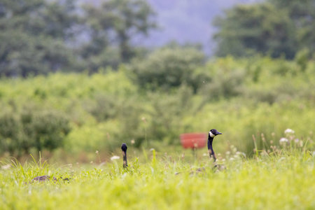 Some Canadian geese in a field in the early morning light.の写真素材