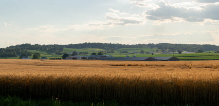 A big wheat field field with chicken houses in the background in the light of the evening sun.の写真素材