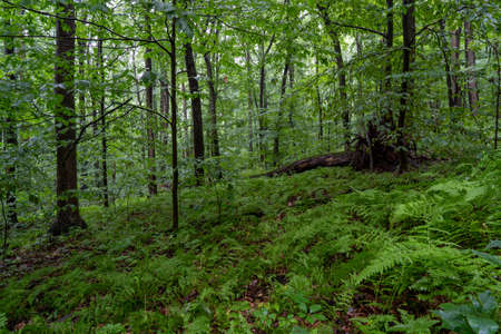 Ferns covering the forest floor under the canopy of leaves.の写真素材