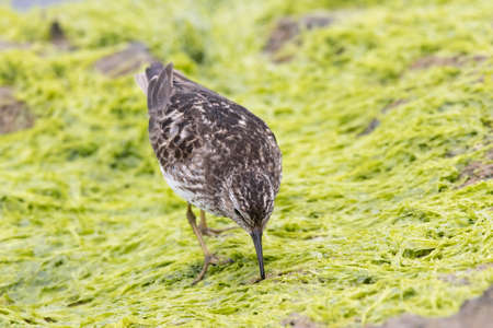 A Least Sandpiper Searching for a Meal on a rock at the shore.の写真素材