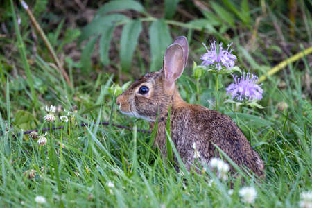 A rabbit sitting watchfully in the grass.