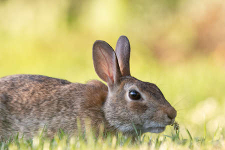 A wild rabbit in the grass of the lawn.の写真素材