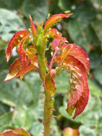 A bunch of aphids on a rose plant outdoors.