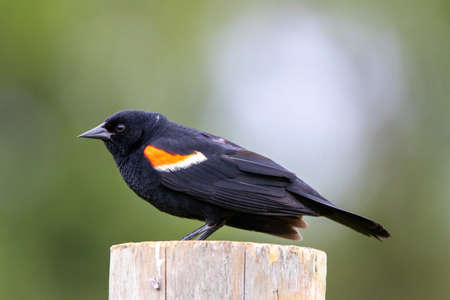 A close-up of a red winged blackbird sitting on a fence post.