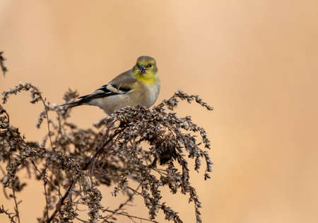 A goldfinch eating seeds while perch on a bush.