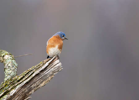 A bluebird sitting on a branch against a blurred background.の写真素材