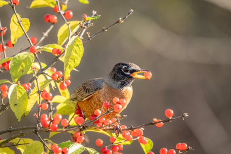 An American Robin eating red berries in a bush.の写真素材