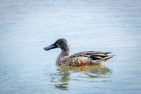 A northern Shoveler swimming on a lake in the morning sunlight.の写真素材