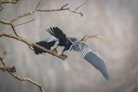 A darter leaping off a branch and taking flight.の写真素材