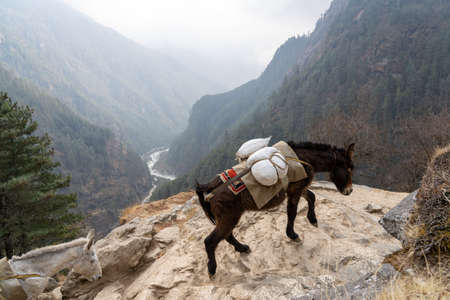 A Mule Train in the Himalayan Mountains of Nepal.