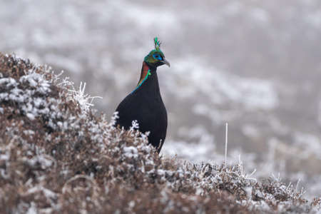A monal in the Himalaya Mountains in Nepal.