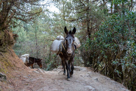 A Mule Train in the Himalayan Mountains of Nepal.の写真素材