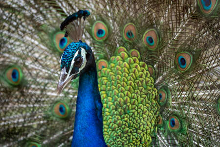 A portrait of a peacock with his tail filling the background of the photo.の写真素材