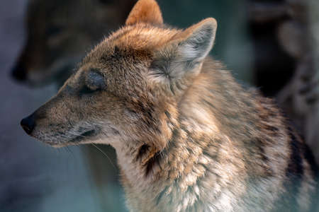 A close-up view of a jackal head in a zoo.