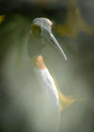 A portrait photo of an endangered Sarus Crane in a zoo looking through some bushes.の写真素材