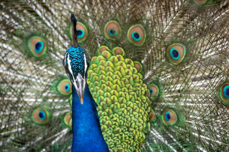 A portrait of a peacock with his tail filling the background of the photo.の写真素材