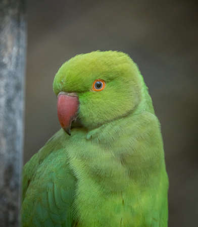 A close-up portrait of a rose ringed parakeet.の写真素材