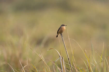A Pied Bushchat sitting on a grass stem in the grasslands of the outdoors.の写真素材