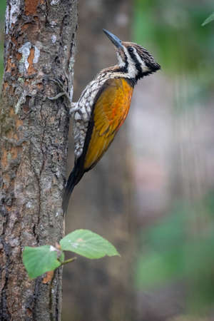 A Female Himalayan Flameback on Tree in the jungle looking for bugs.