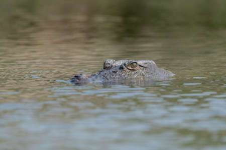 A Muggar Crocodile swimming in a river with only its head halfway above the water.の写真素材
