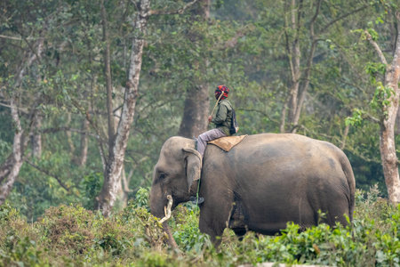 A man with a stick riding on the back of an elephant in the jungle.の写真素材
