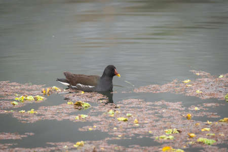 A Common Moorehen swimming in a small lake in the outdoors.の写真素材