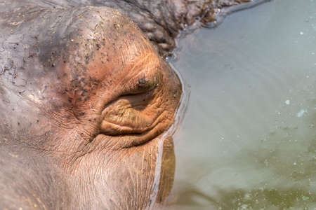 A very close up frontal view of a hippo eye and half of face.の写真素材