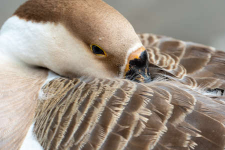 A close up view of a goose resting with its hear laid on its back.
