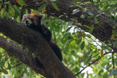 A red panda relaxing in a tree during the heat of the day in a zoo.