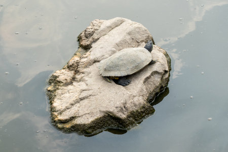 A turtle sunbathing on a rock in a lake on a sunny day.の写真素材