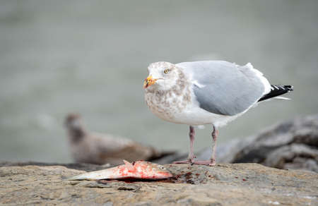 A seagull eating a fish on a rock at the sea.