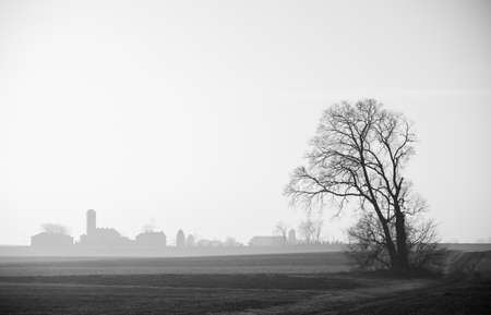 A lone tree standing in a field in the winter season in black and white.の写真素材