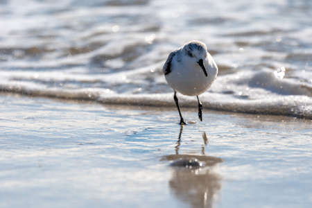 A sandpiper walking on the sand on the beach with waves in the background.の写真素材
