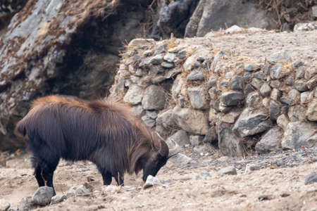 A Himalayan Tahr digging in the soil for salt in the Himalayan Mountains of Nepal.の写真素材