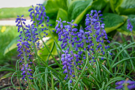 A small cluster of purple grape hyacinths.の写真素材