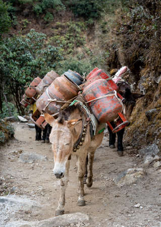 A group of pack horses on the trail carying a load of gas cylinders.の写真素材