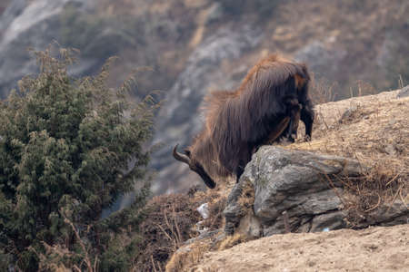 A himalayan tahr climbing down a cliff in the Himalayan Mountains.の写真素材