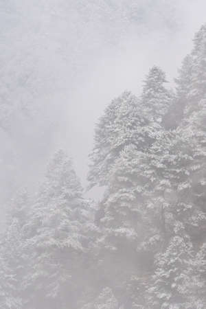 A snow covered tree covered hillside in the Himalaya Mountain.の写真素材