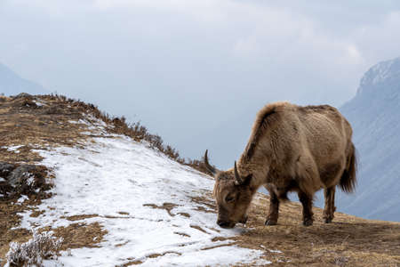 A domesticated yak grazing in the Himalaya highlands of Nepal.の写真素材