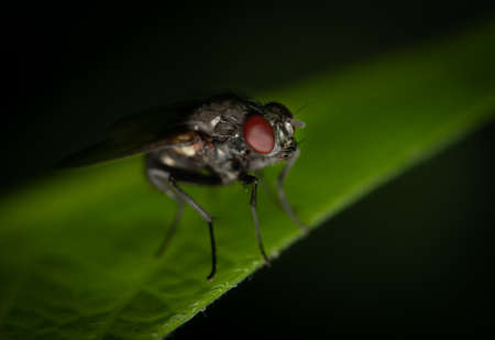 A macro shot of a fly on a leaf.