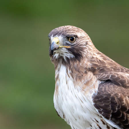 A portrait of a red tailed hawk.の写真素材