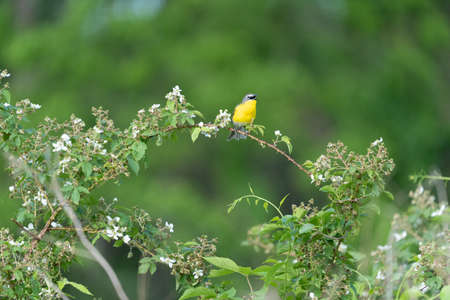 A Yellow Breasted Chat perched on a bramble.