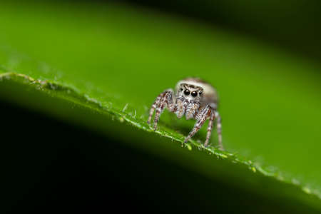 A jumping spider on a green leaf in the outdoors.の写真素材