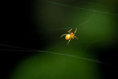 A tiny yellow spider on a web in the forest.