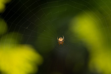 A spider sitting on its web in the forest.