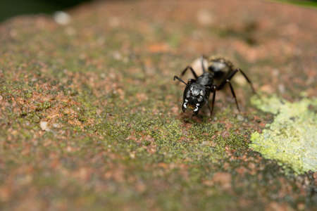 A macro shot of an ant on a stone.