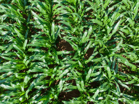 An aerial view of the green of a corn field in the summer season.